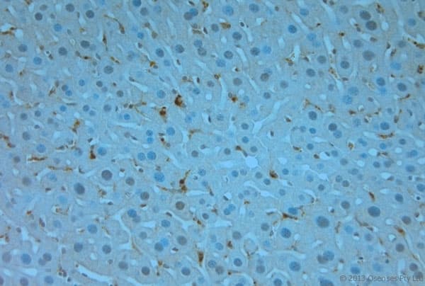 Polyclonal Rabbit anti-Mouse TMEM37 Antibody (aa160-211, IHC)
