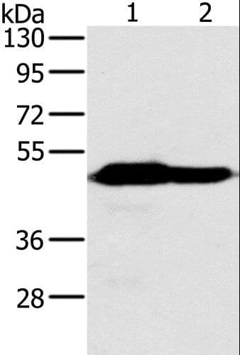 NDUFV1 Antibody