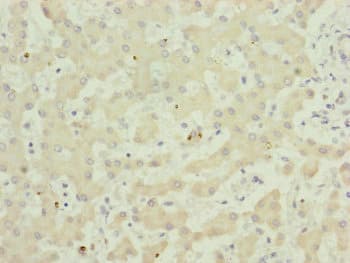 TWIST2 Antibody