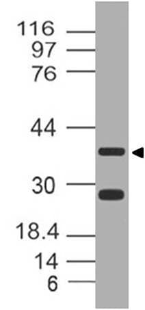 LRG1 / LRG Antibody