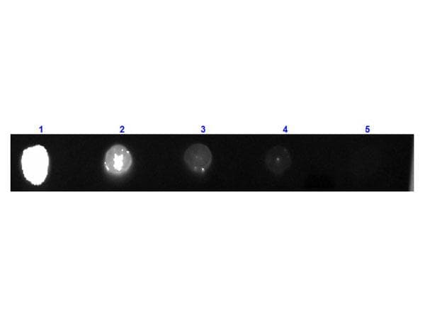 Polyclonal Goat Anti-Guinea Pig IgG Secondary Antibody (FITC, IF)