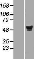 HNF4A / HNF4 Protein (Over-Expression Lysate Myc-DDK (Flag))