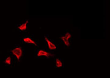 EPN2 Antibody