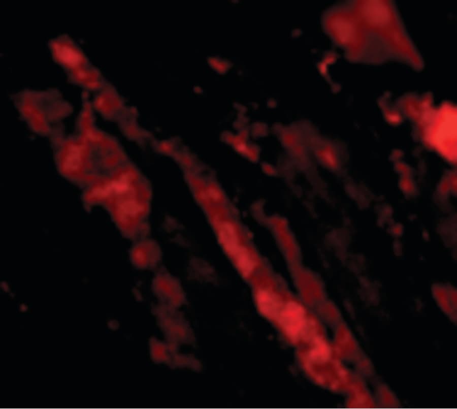 IHC-plus™ MAPKAP1 / MIP1 Antibody
