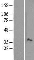 MOSC1 Protein (Over-Expression Lysate Myc-DDK (Flag))