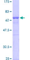 Human GTF2I / TFII I Protein (Recombinant GST)