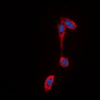 FFAR2 / GPR43 Antibody (C-Terminus)