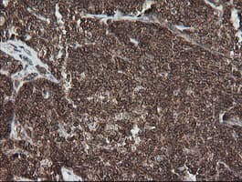 DEF6 Antibody (clone OTI3F9, Carrier-free)
