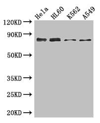 FACT / SSRP1 Antibody