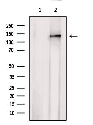 AHI1 Antibody