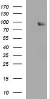 Paraplegin / SPG7 Antibody (aa300-573, clone OTI1D3)