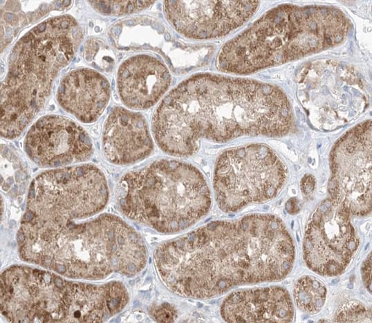 GAB2 Antibody