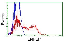 PathPlus™ ENPEP / Aminopeptidase A Antibody (clone OTI1C4)