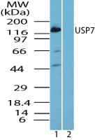 IHC-plus™ USP7 / HAUSP Antibody (aa1050-1100)