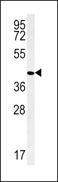 PPAN Antibody (aa422-450)