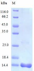 Mouse CCL25 / TECK Protein (Recombinant)