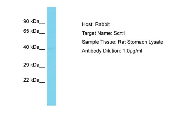SCRT1 / SCRT Antibody (N-Terminus)