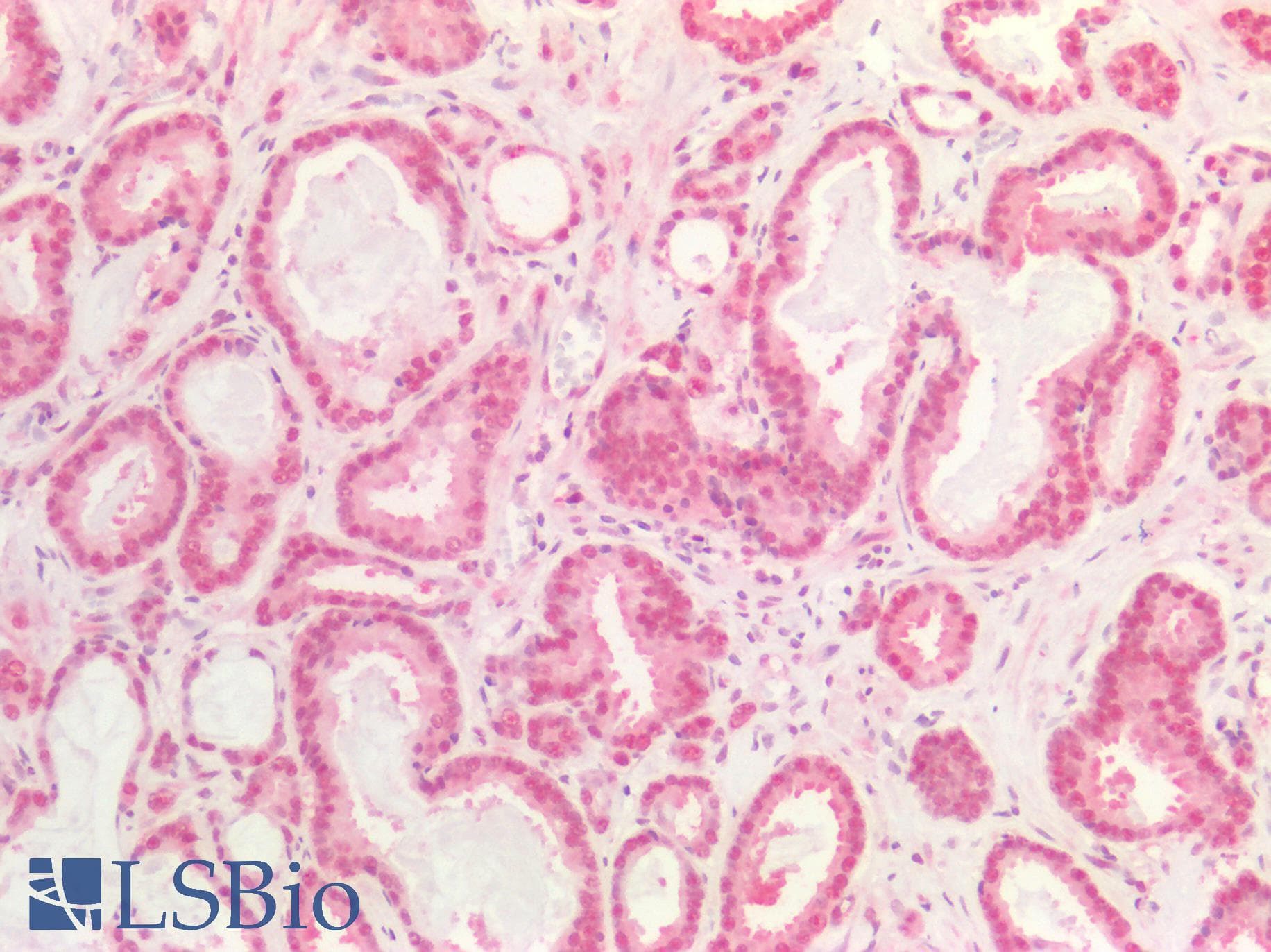 PathPlus™ DNMT / DNMT1 Antibody (aa637-650, clone 60B1220.1)