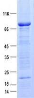 Human TUBAL3 Protein (Recombinant GST, N-terminus + His, C-terminus)