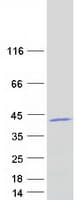 Human MRPL39 Protein (Recombinant Myc-DDK (Flag))