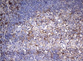 CD99 Antibody (clone OTI1D5)