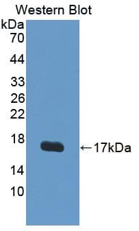 VEGFB Antibody (aa22-137)