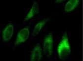 PathPlus™ CANX / Calnexin Antibody (aa500-C-term)
