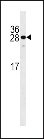 BTEB / KLF9 Antibody (aa29-57)