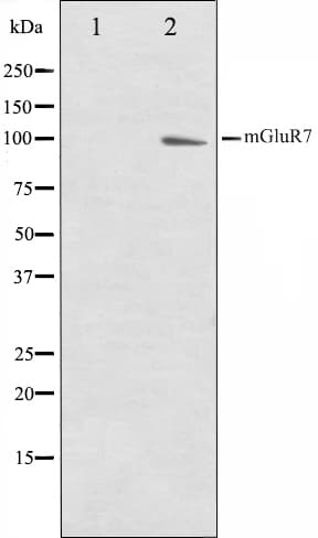 GRM7 / MGLUR7 Antibody