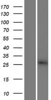 CBY3 Protein (Over-Expression Lysate Myc-DDK (Flag))