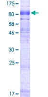 Human SLC6A16 Protein (Recombinant GST)