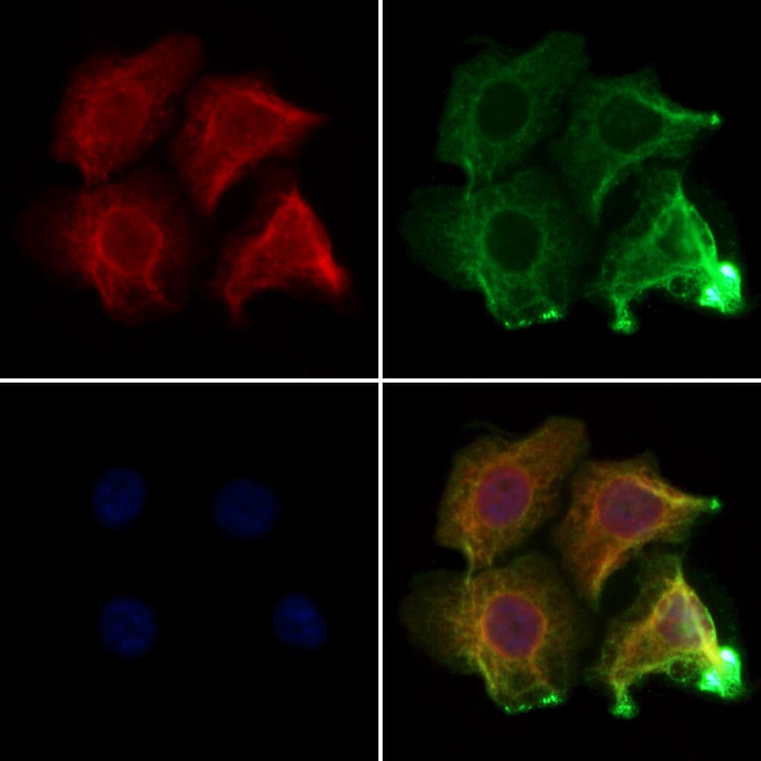 CNKSR3 Antibody