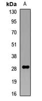 COLEC11 Antibody