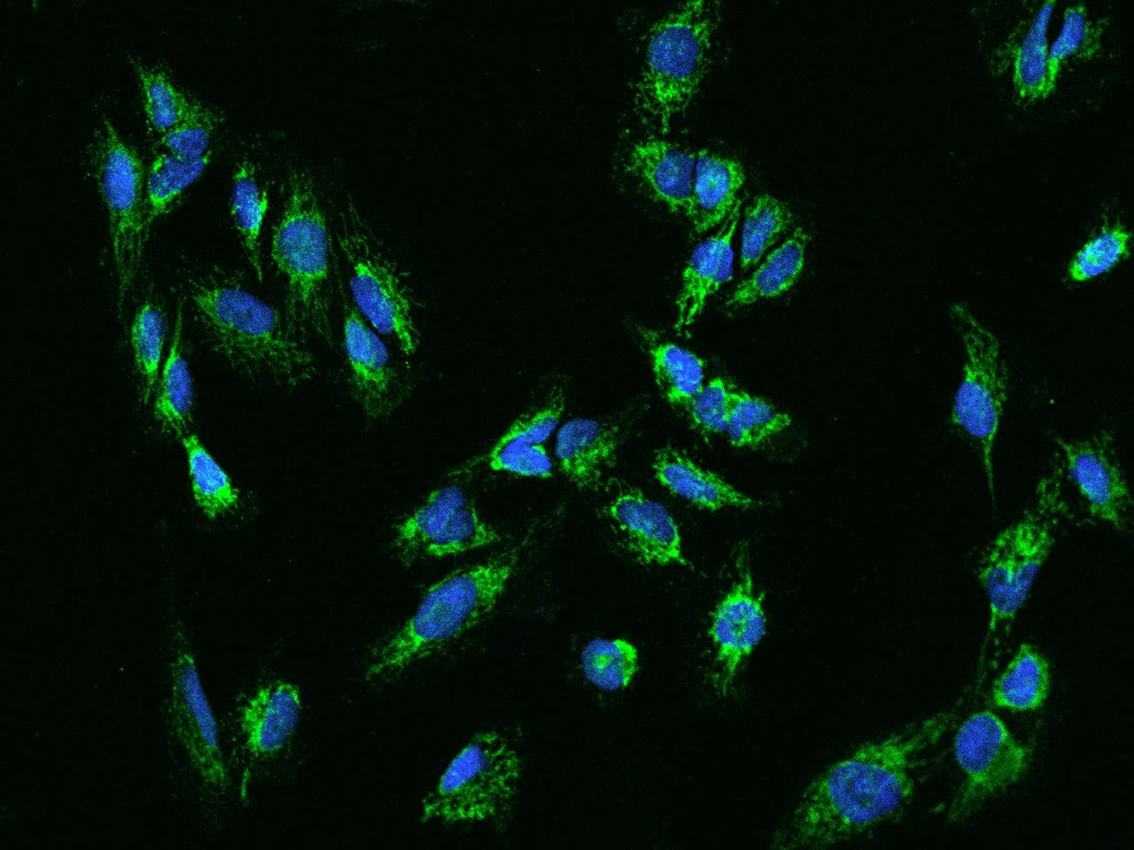 COA3 / CCDC56 Antibody