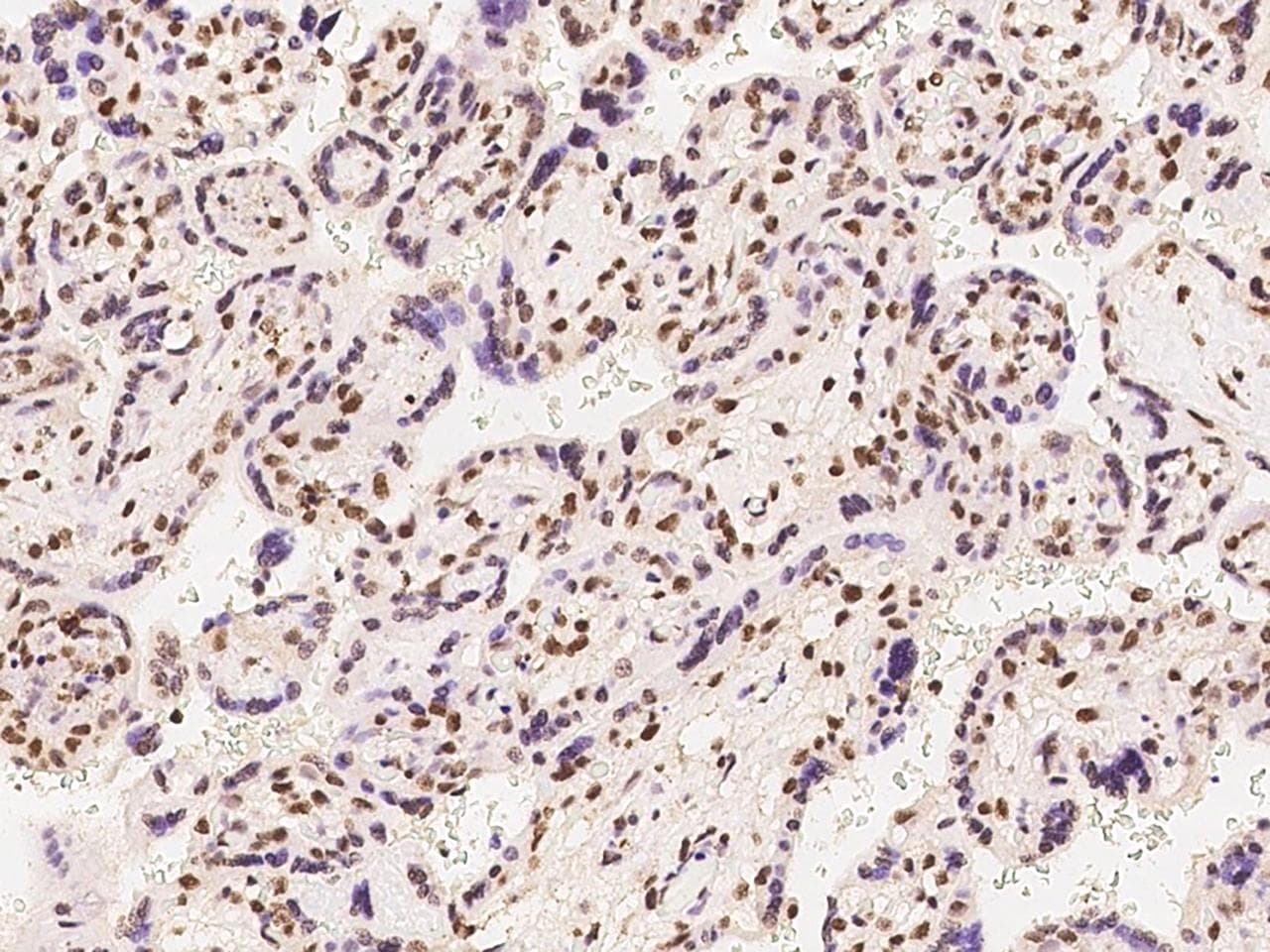 Polyclonal Rabbit anti-Human ATXN7L1 Antibody (IHC)