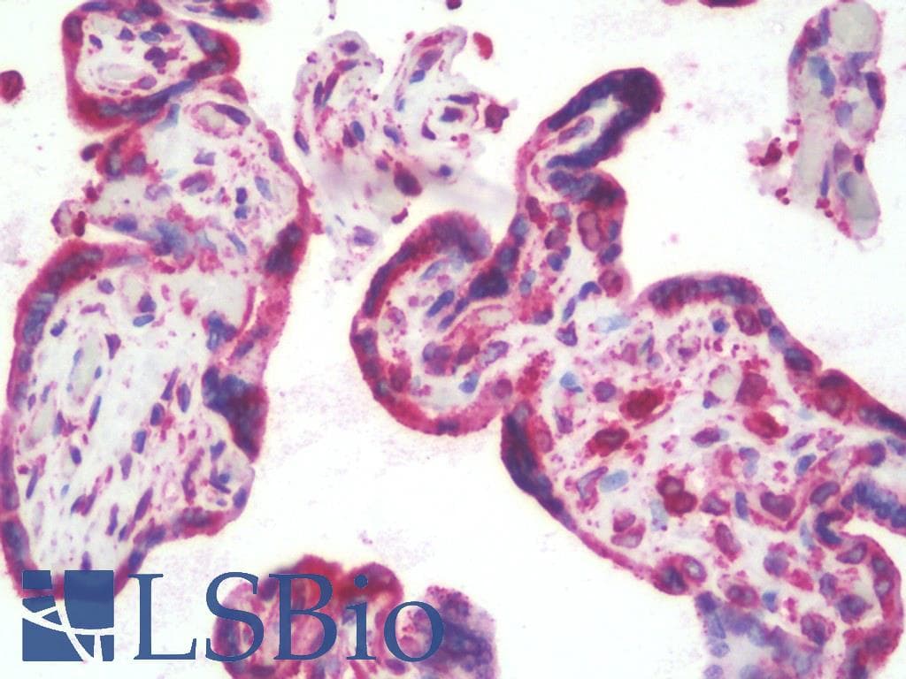 PathPlus™ Polyclonal Goat anti-Human CANX / Calnexin Antibody (C-Terminus, IHC, IF, WB)
