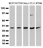 CDCP1 Antibody (clone OTI3B5)