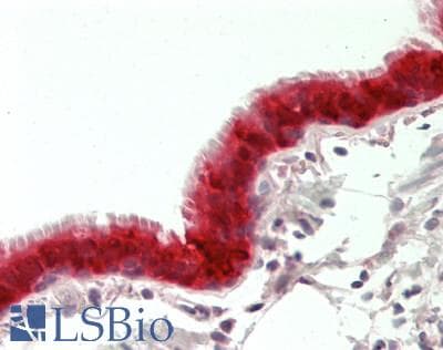 IHC-plus™ Apelin Antibody (C-Terminus)