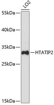TIP30 / HTATIP2 Antibody