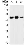 KCNA5 / Kv1.5 Antibody (Internal)