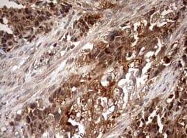 IdU / Iododeoxyuridine Antibody (clone OTI4E8, Carrier-free)