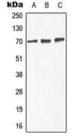 GABRA4 Antibody (Internal)