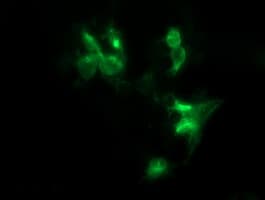 Monoclonal Mouse anti-Human FNDC4 Antibody (clone OTI3B11, IF, WB)