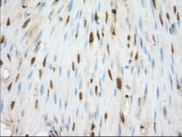 Basigin / Emmprin / CD147 Antibody (clone OTI4E4)