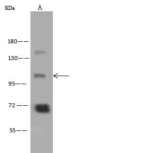ATP12A Antibody