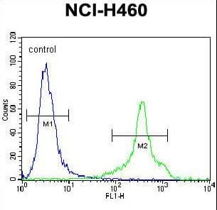Polyclonal Rabbit anti-Human HLA-DQA1 Antibody (aa39-66, WB)