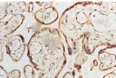 SOD1 / Cu-Zn SOD Antibody (PerCP)