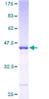 Human NINJ2 / Ninjurin 2 Protein (Recombinant GST)