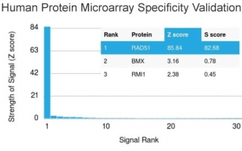 RAD51 / RECA Antibody (clone RAD51/2702, Ready-to-Use)