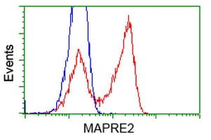 MAPRE2 / EB2 Antibody (clone OTI7A2)